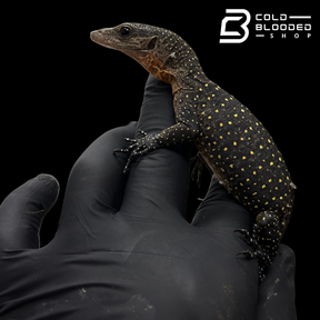 Baby Peach-throated Monitors - Varanus jobiensis