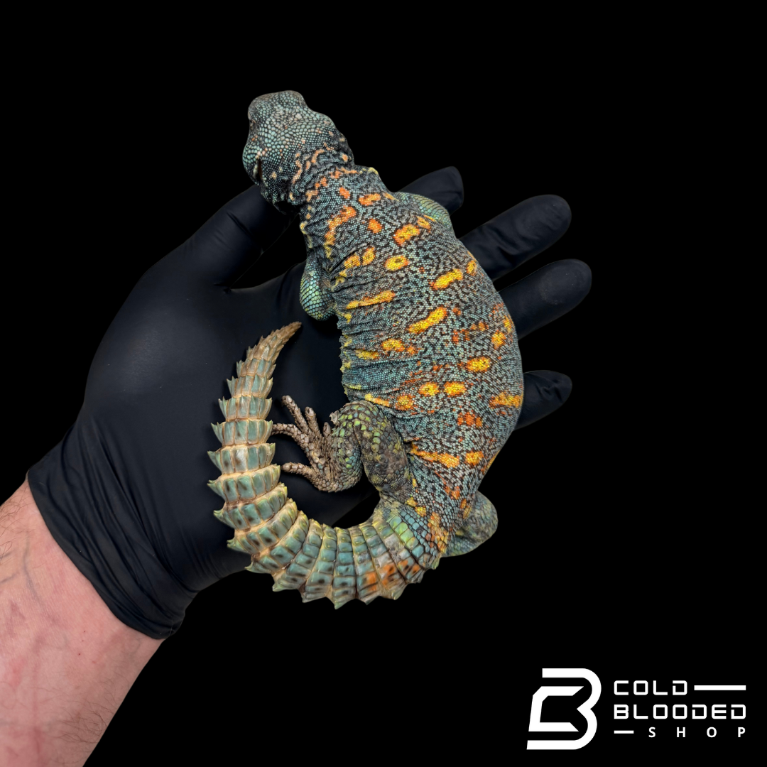 STUNNING! Adult Male Ornate Uromastyx - Uromastyx ornata