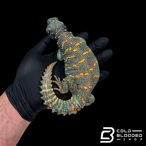STUNNING! Adult Male Ornate Uromastyx - Uromastyx ornata
