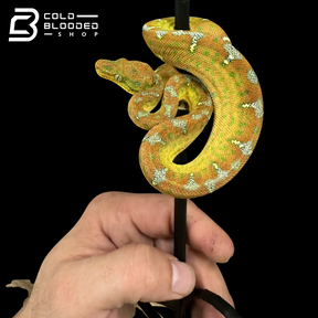 Baby Emerald Tree Boa - Corallus caninus