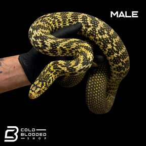 Pair High Yellow Chinese King Ratsnakes - Elaphe carinata