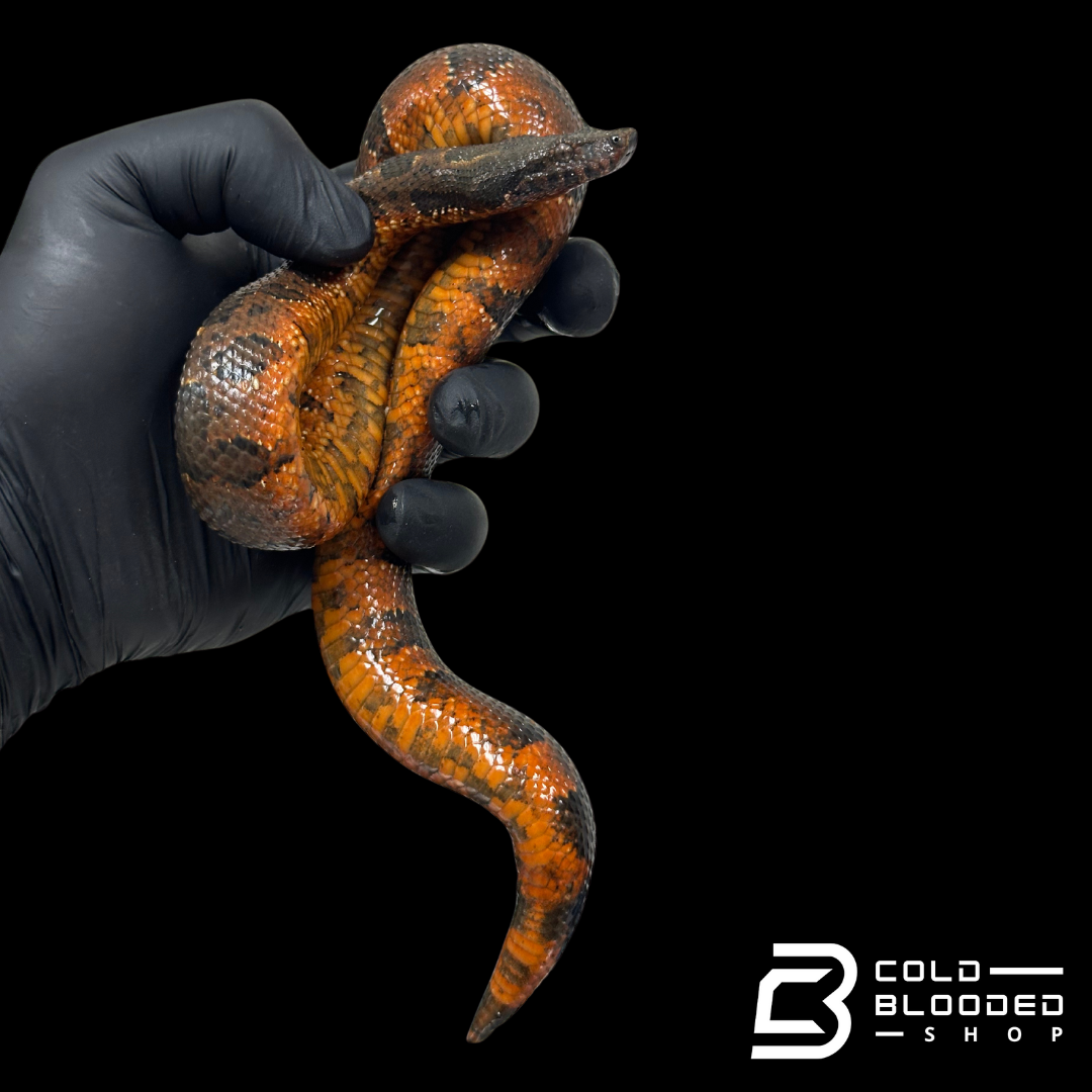 Red Viper Boa - Candoia aspera