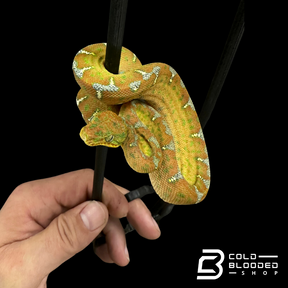 Baby Emerald Tree Boa - Corallus caninus