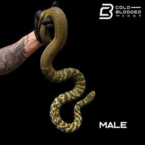 Pair High Yellow Chinese King Ratsnakes - Elaphe carinata