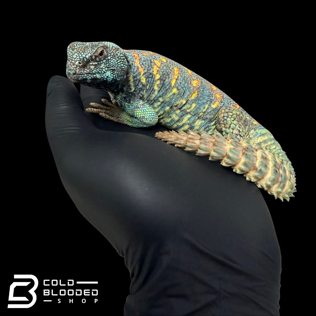 STUNNING! Adult Male Ornate Uromastyx - Uromastyx ornata