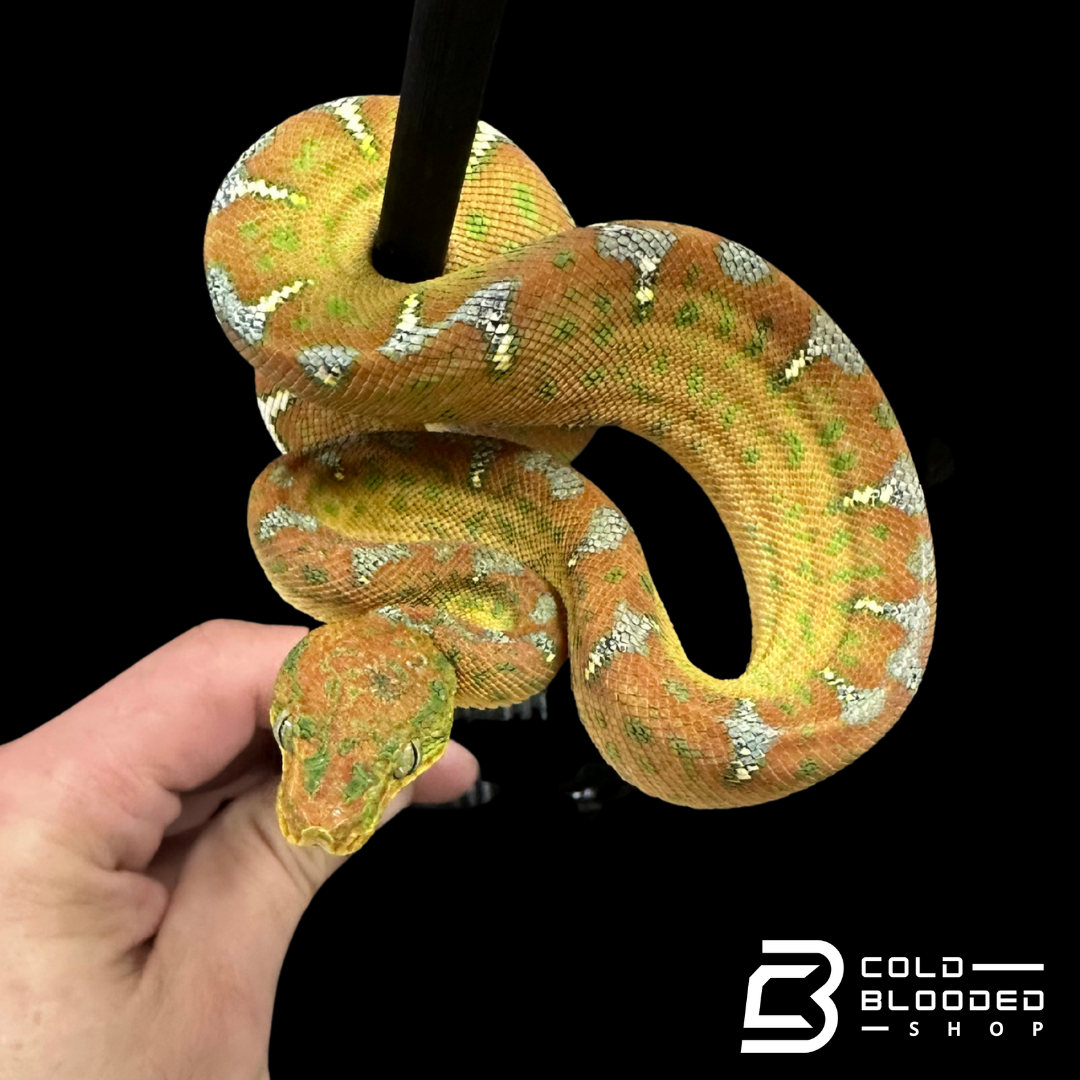 Baby Emerald Tree Boa - Corallus caninus