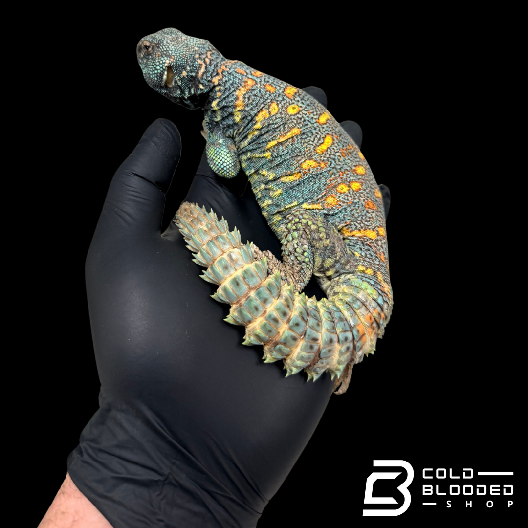 STUNNING! Adult Male Ornate Uromastyx - Uromastyx ornata