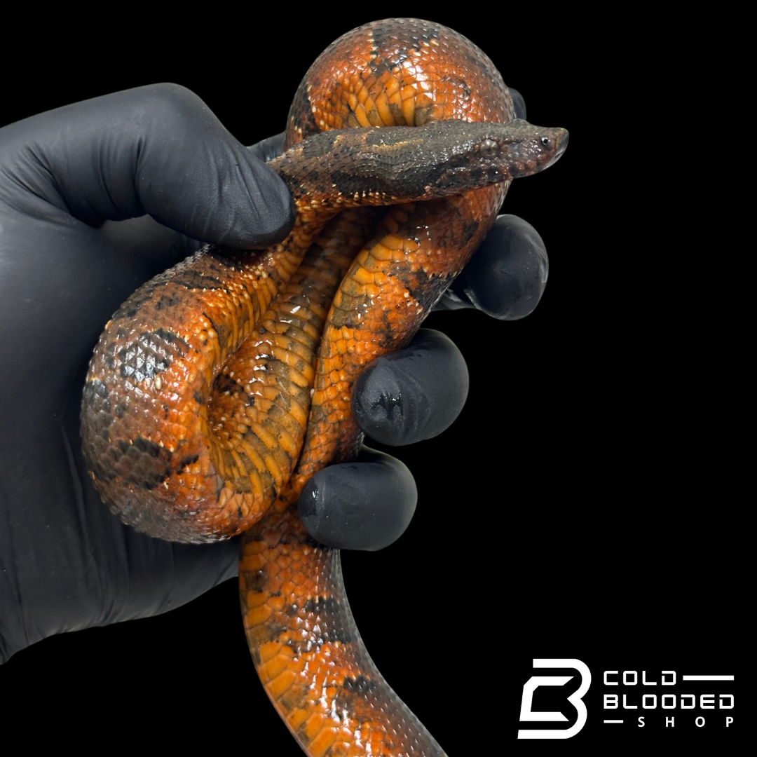 Red Viper Boa - Candoia aspera