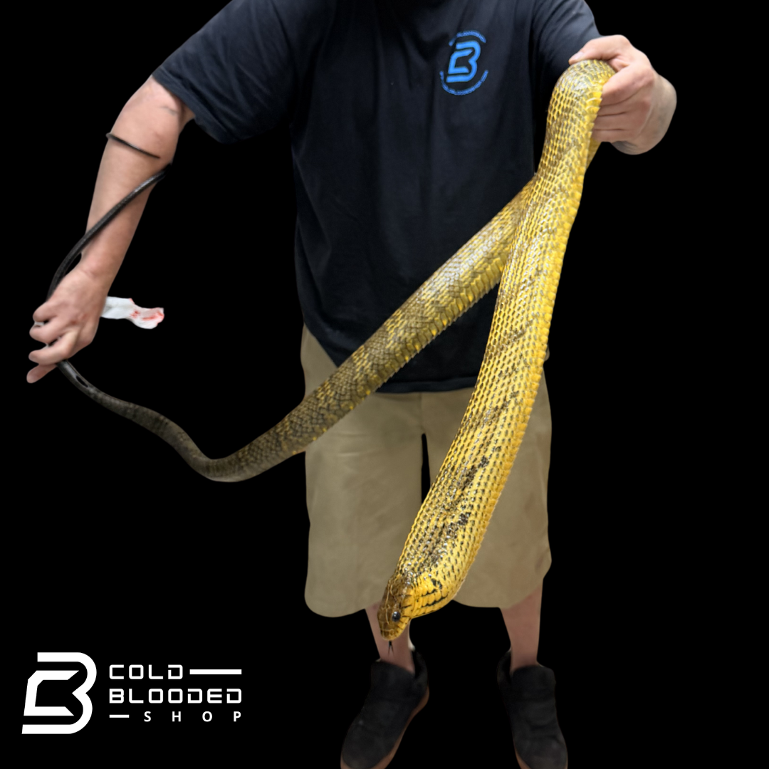 HUGE!! Amazon Puffing Snake female - Spilotes sulphureus