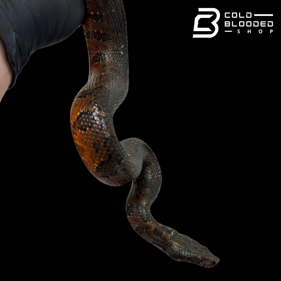 Red Viper Boa - Candoia aspera