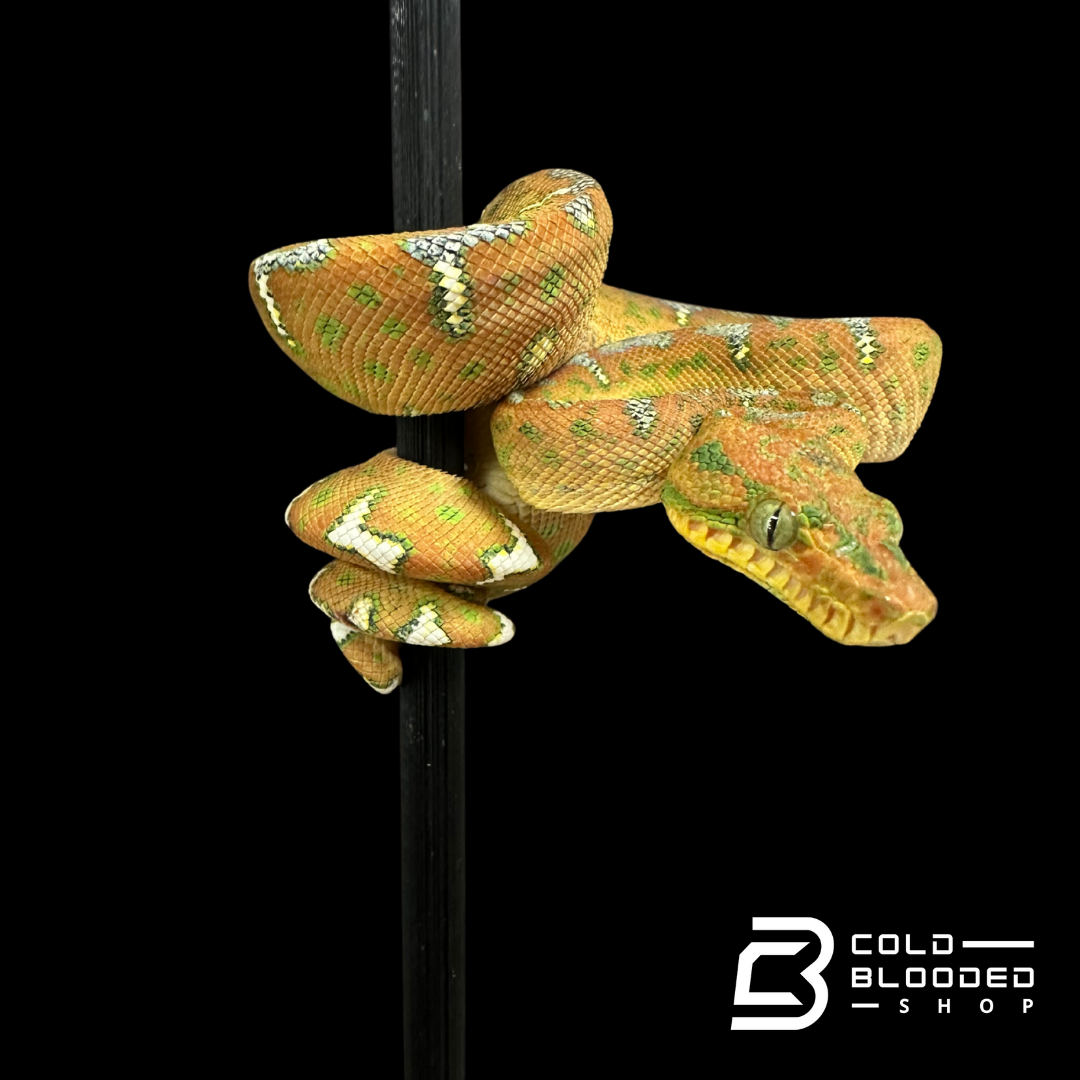 Baby Emerald Tree Boa - Corallus caninus