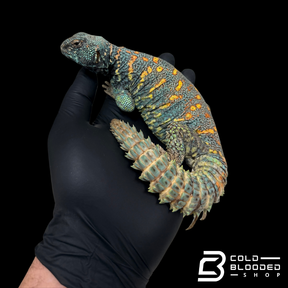 STUNNING! Adult Male Ornate Uromastyx - Uromastyx ornata