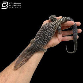Pair Of Black-headed Monitors - Varanus Tristis