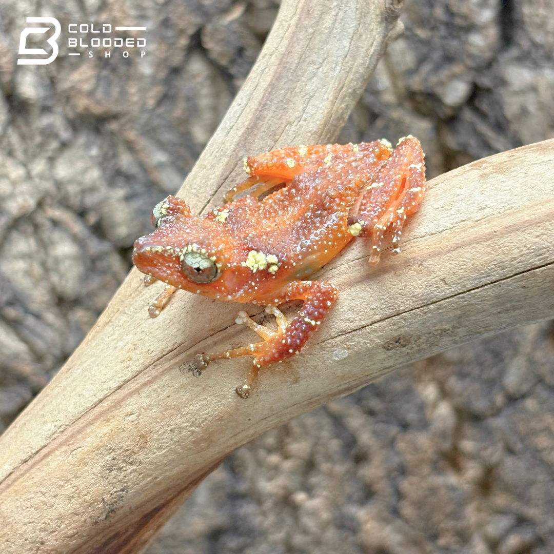 Pearly Tree Frogs - Nyctixalus Margaritifer