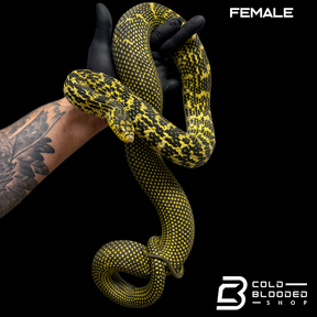 Pair High Yellow Chinese King Ratsnakes - Elaphe carinata