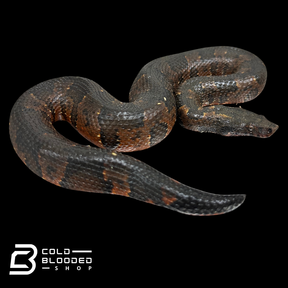 Red Viper Boa - Candoia aspera
