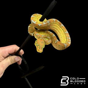 Baby Emerald Tree Boa - Corallus caninus