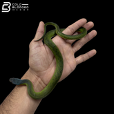 Velvet Swamp Snake - Erythrolamprus typhlus