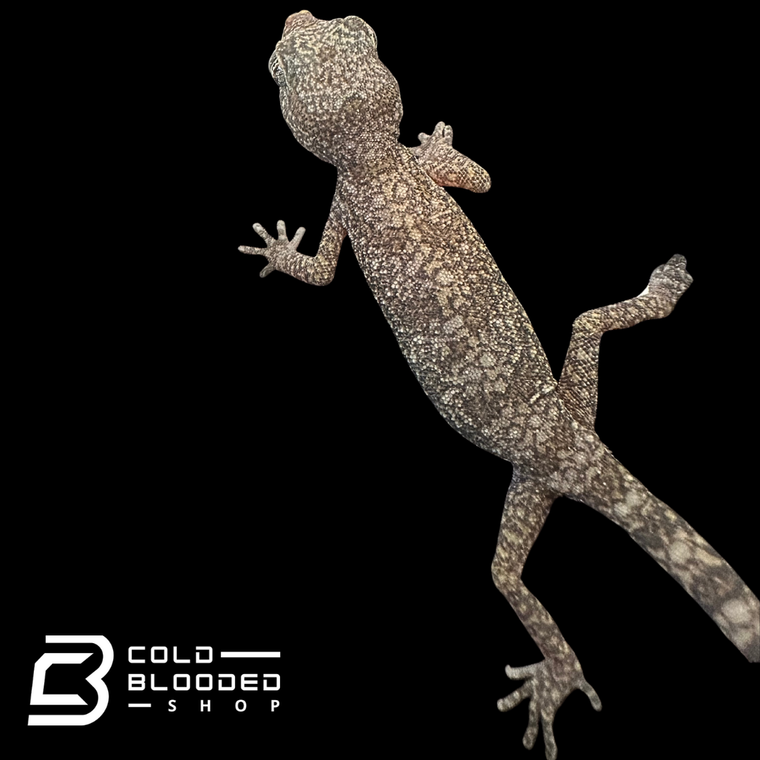 Doria's Comb-Fingered Geckos - Stenodactylus doriae