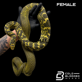 Pair High Yellow Chinese King Ratsnakes - Elaphe carinata