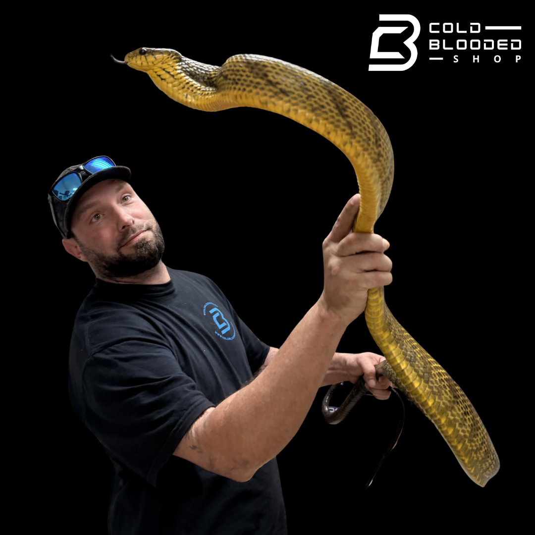 HUGE!! Amazon Puffing Snake female - Spilotes sulphureus