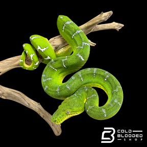 Adult female Emerald Tree Boa - Corallus caninus