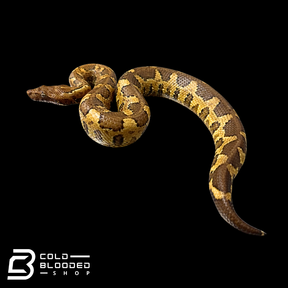 Viper Boa - Candoia aspera