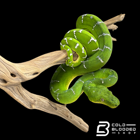 Adult female Emerald Tree Boa - Corallus caninus