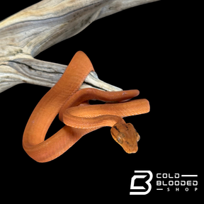 Orange Amazon Tree Boa - Corallus hortulanus