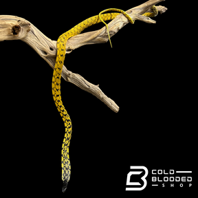 VERY RARE Keelback snake - Tropidonophis halmahericus