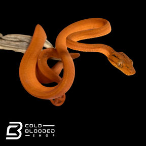 Orange Amazon Tree Boa - Corallus hortulanus