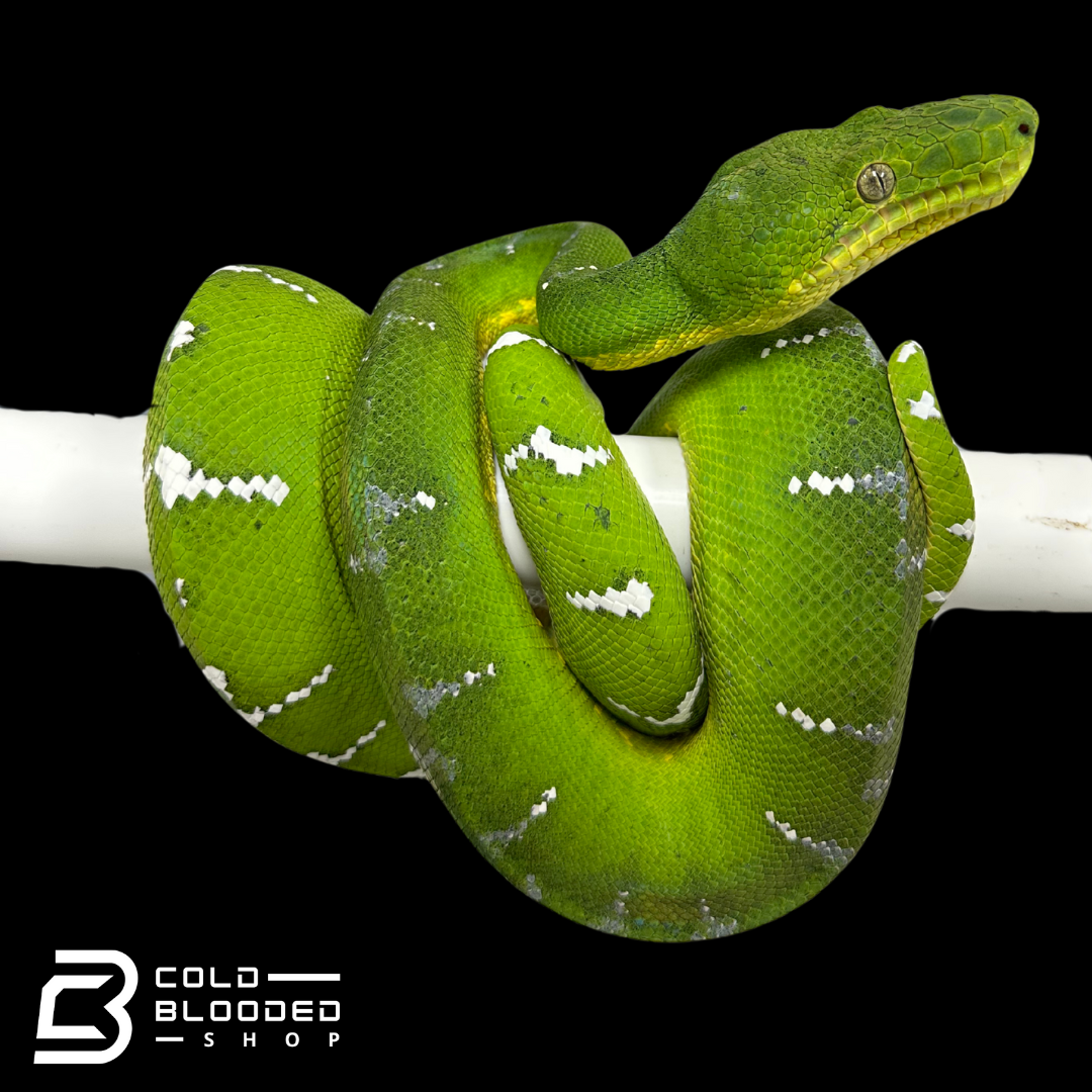 Adult female Emerald Tree Boa - Corallus caninus