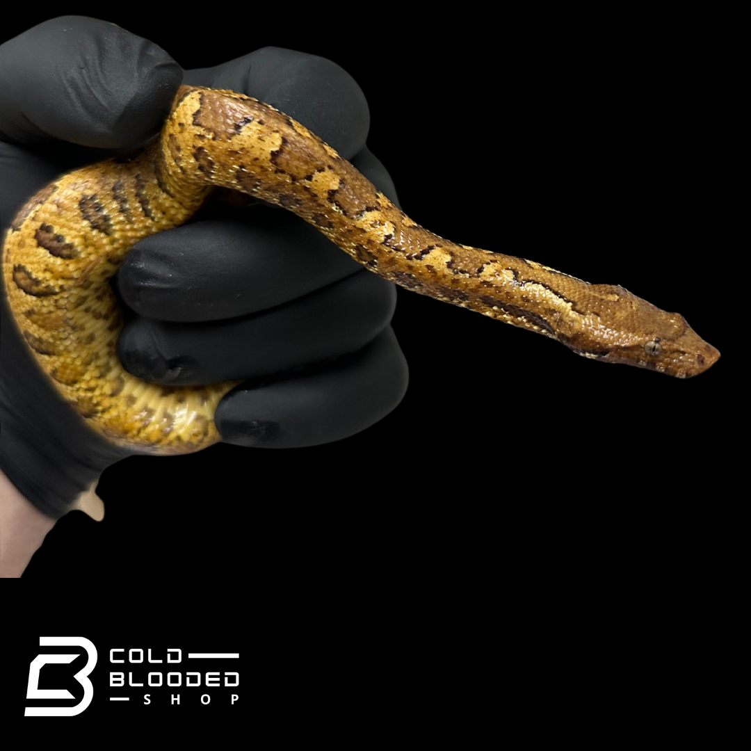 Viper Boa - Candoia aspera