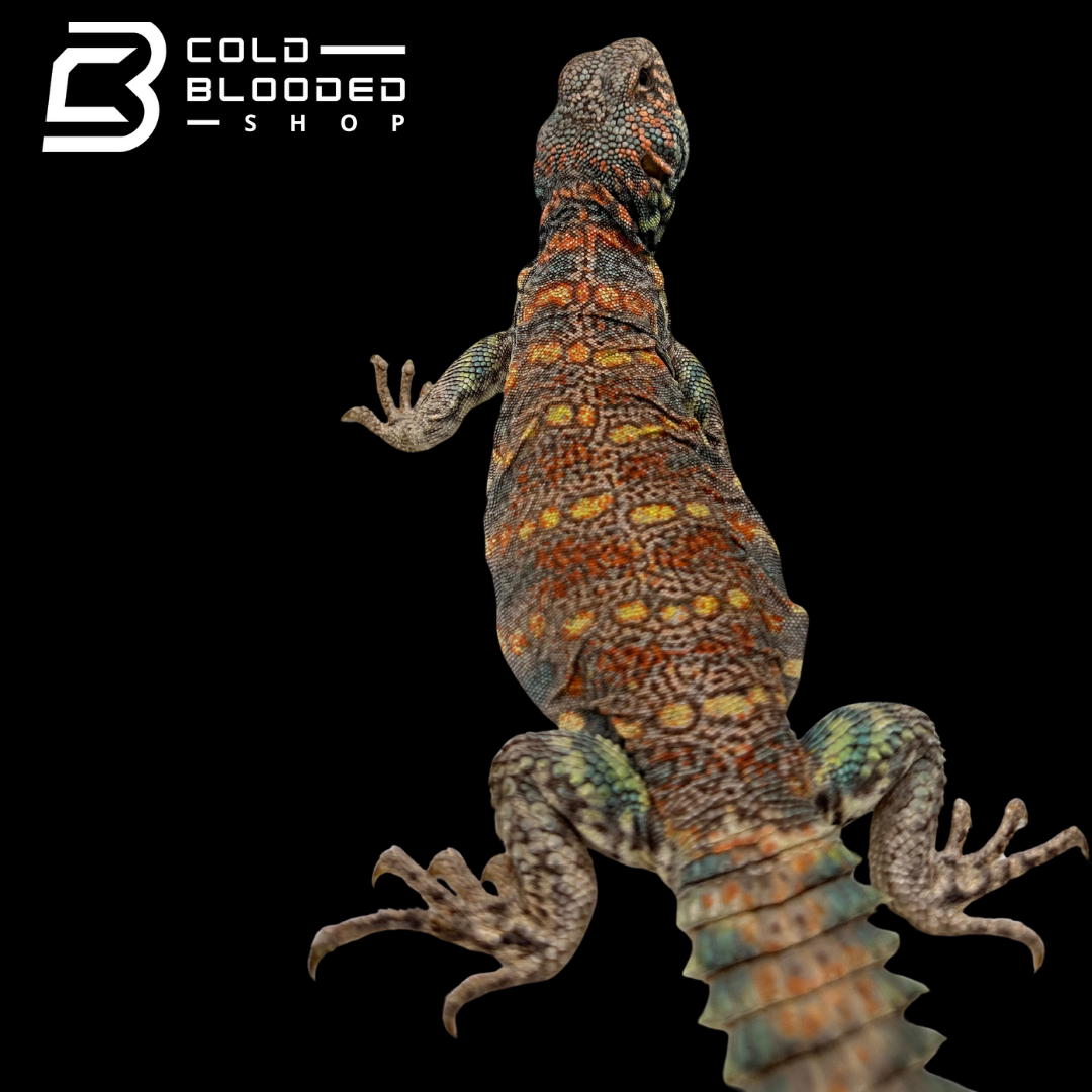 Adult STUNNER Male Ornate Uromastyx - Uromastyx ornata