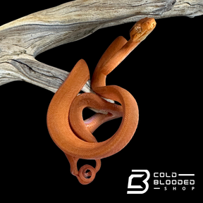 Orange Amazon Tree Boa - Corallus hortulanus