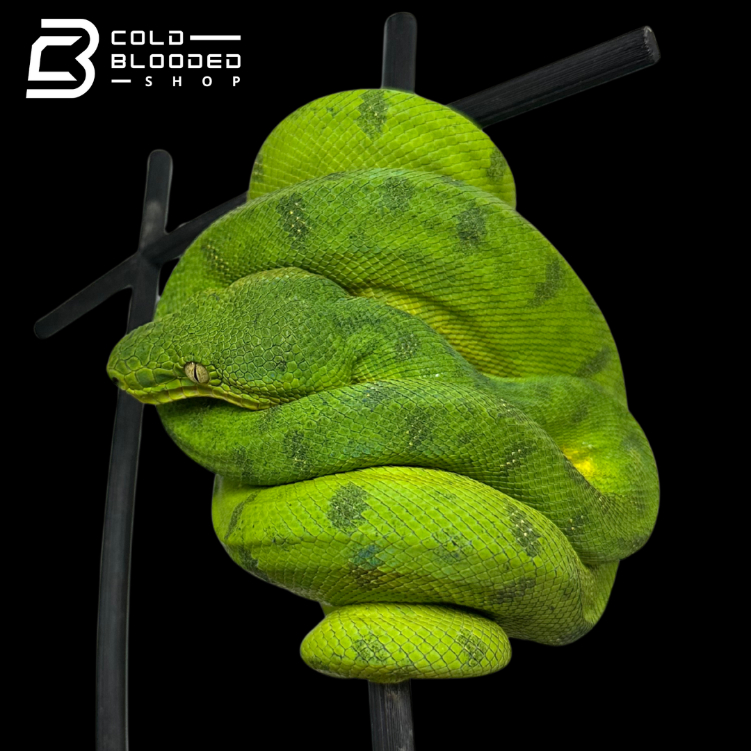 Juvenile Male Anaconda Phase Emerald Tree Boa - Corallus caninus
