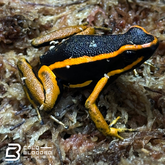 Three-Striped Dart Frogs (Orange) - Ameerega trivittata