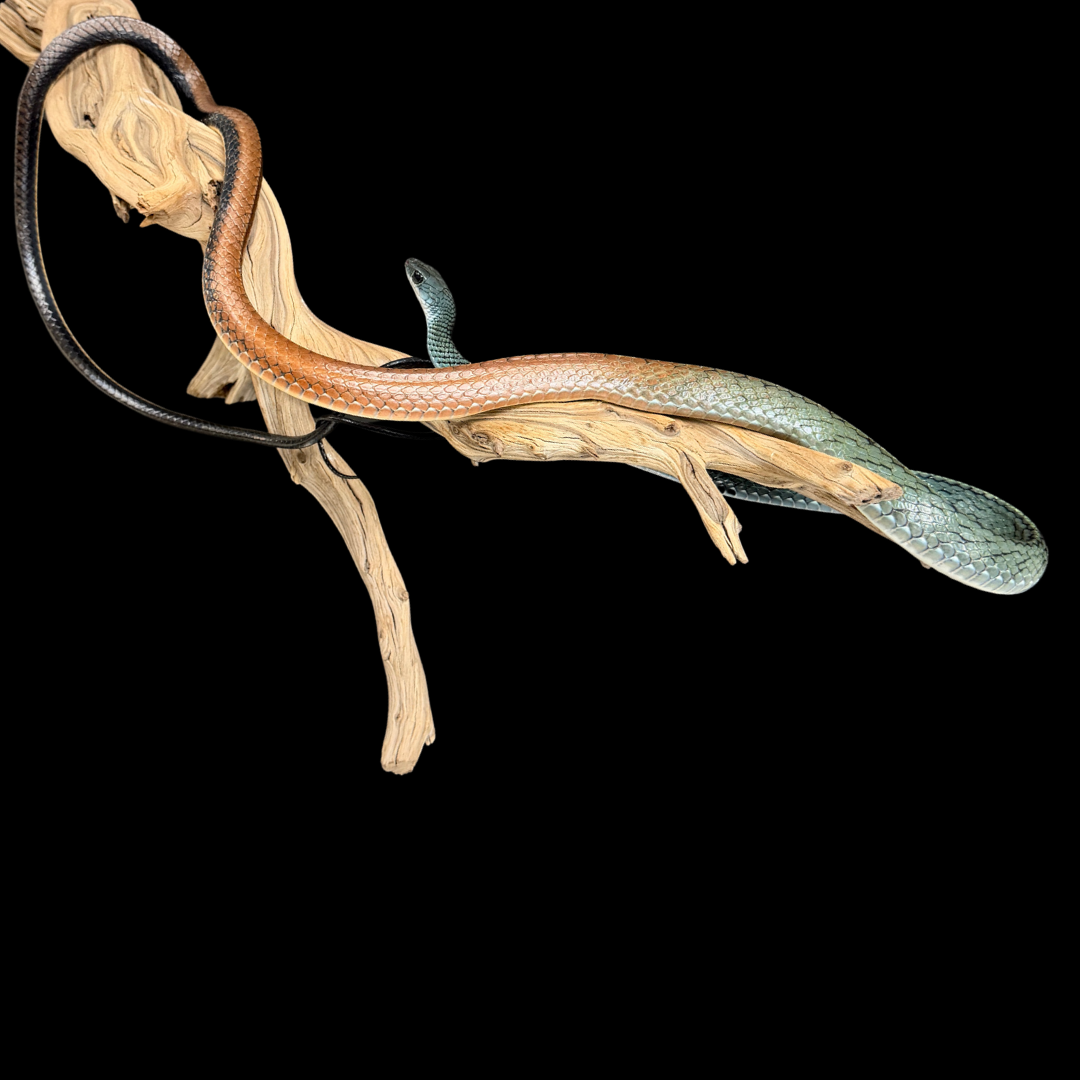 Adult Pair of White-Bellied Rat Snakes - Ptyas Fusca