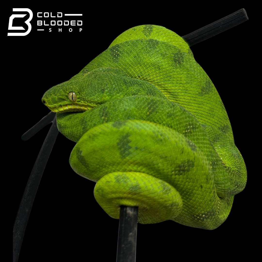 Juvenile Male Anaconda Phase Emerald Tree Boa - Corallus caninus