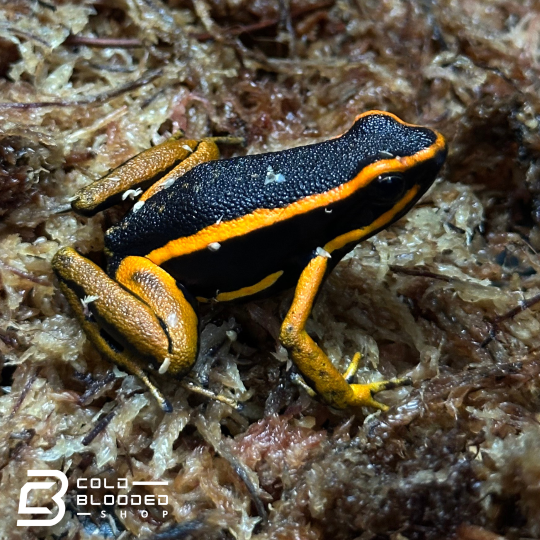 Three-Striped Dart Frogs (Orange) - Ameerega trivittata