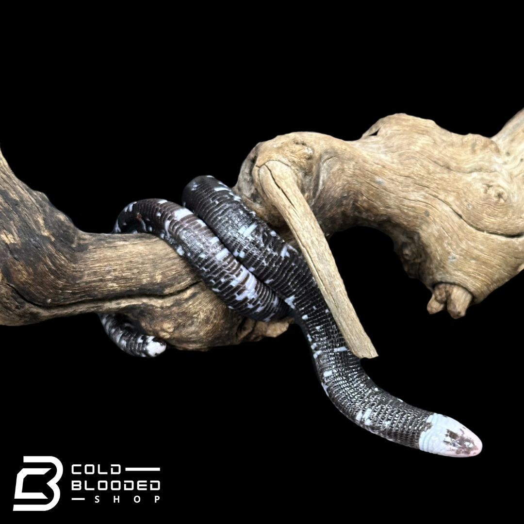 Black and White Worm Lizard - Amphisbaena fuliginosa #2