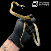 Serpientes rata de Jansen - Gonyosoma jansenii