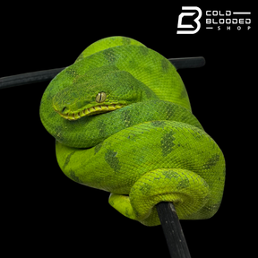 Juvenile Male Anaconda Phase Emerald Tree Boa - Corallus caninus