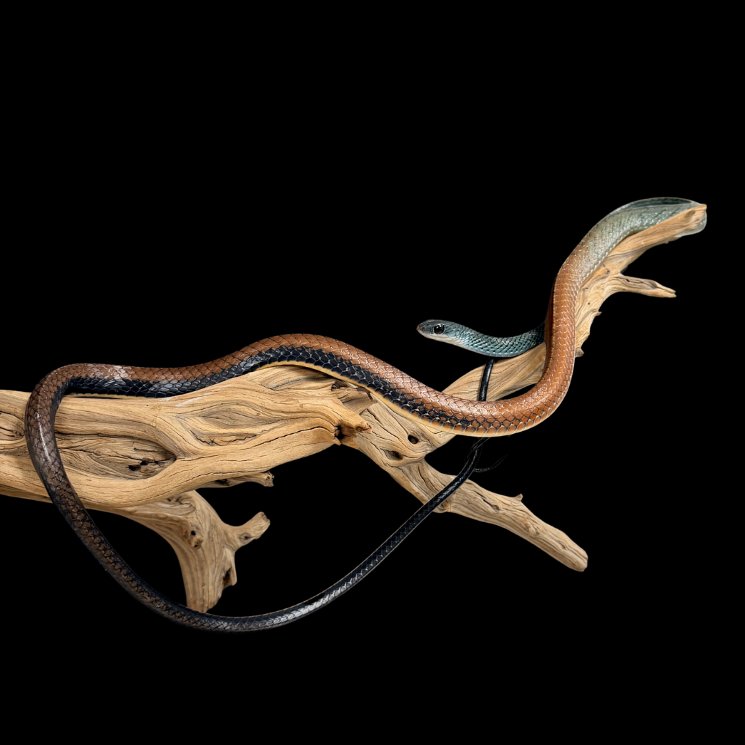 Adult Pair of White-Bellied Rat Snakes - Ptyas Fusca