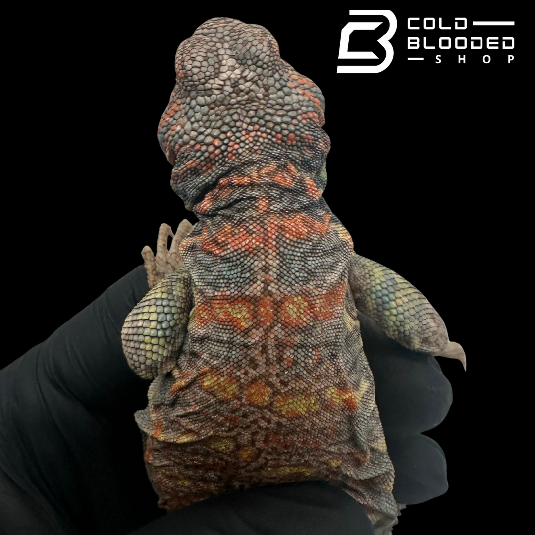 Adult STUNNER Male Ornate Uromastyx - Uromastyx ornata
