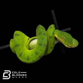 Juvenile Male Anaconda Phase Emerald Tree Boa - Corallus caninus