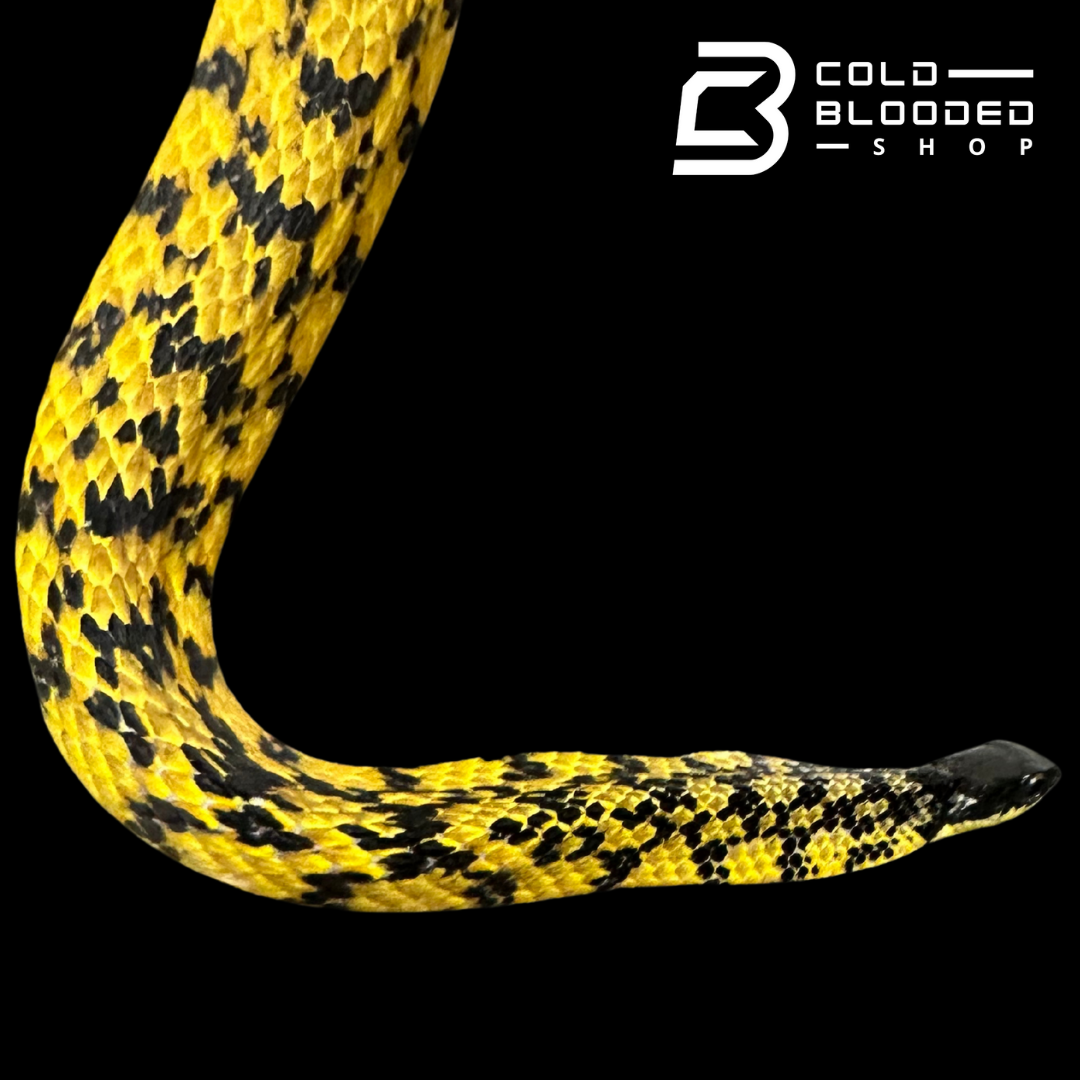 VERY RARE Keelback snake - Tropidonophis halmahericus