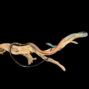 Adult Pair of White-Bellied Rat Snakes - Ptyas Fusca