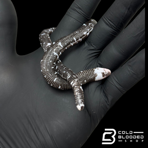 Black and White Worm Lizard - Amphisbaena fuliginosa #2