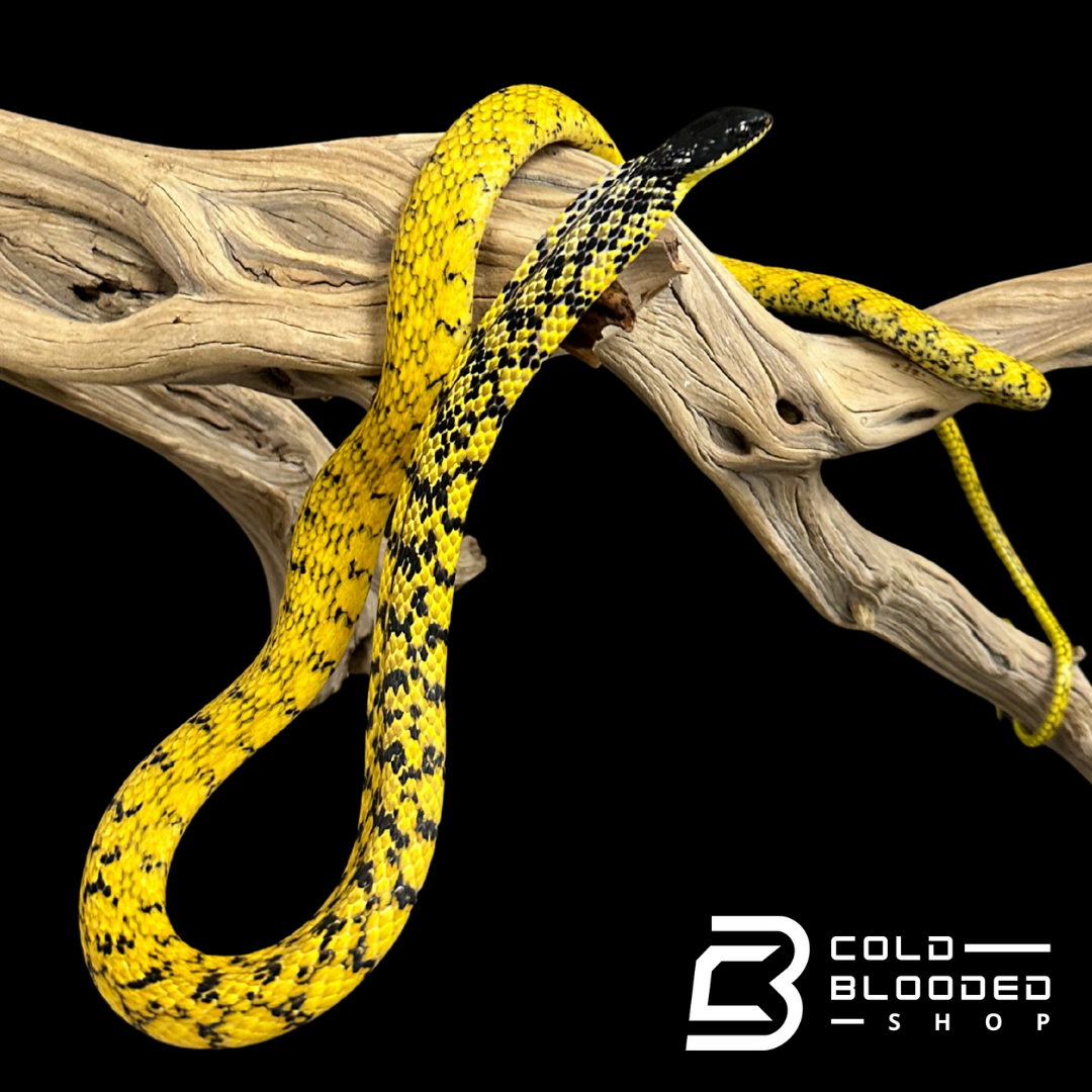VERY RARE Keelback snake - Tropidonophis halmahericus